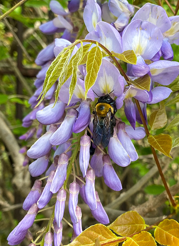 picture of bumble bee