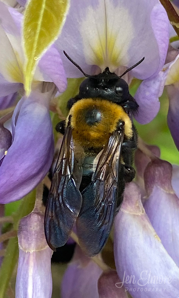 picture of bumble bee